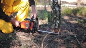 Reliable Kirby, TX Tree Services Solutions